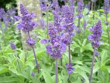 Salvia blue CLOSE-UP=